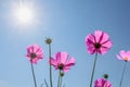 TheÃ¢â¬â¹ Cosmos Flower field with blue sky,Cosmos Flower field blooming spring flowers season Royalty Free Stock Photo